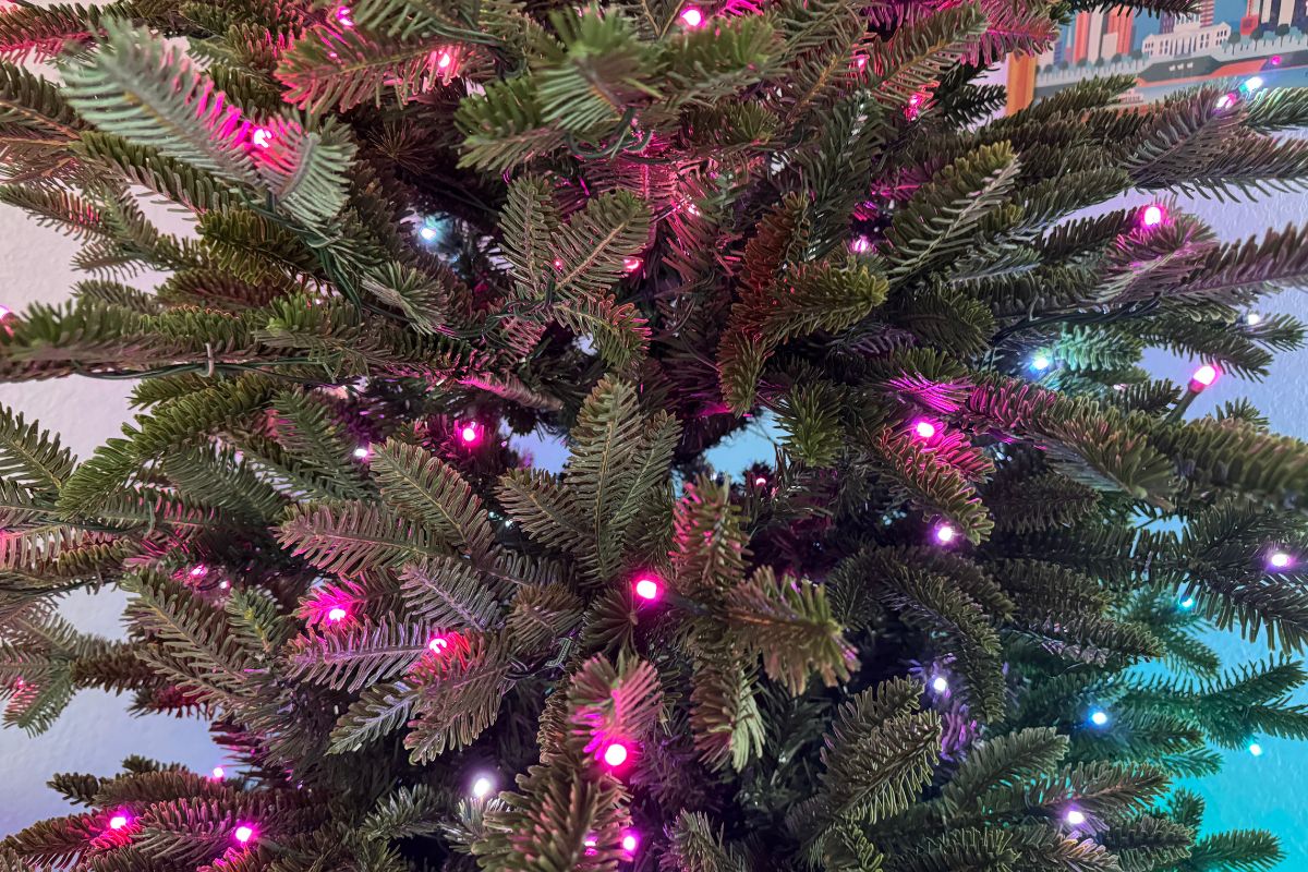 up close view of Balsam Hill Fraser Fir Tree